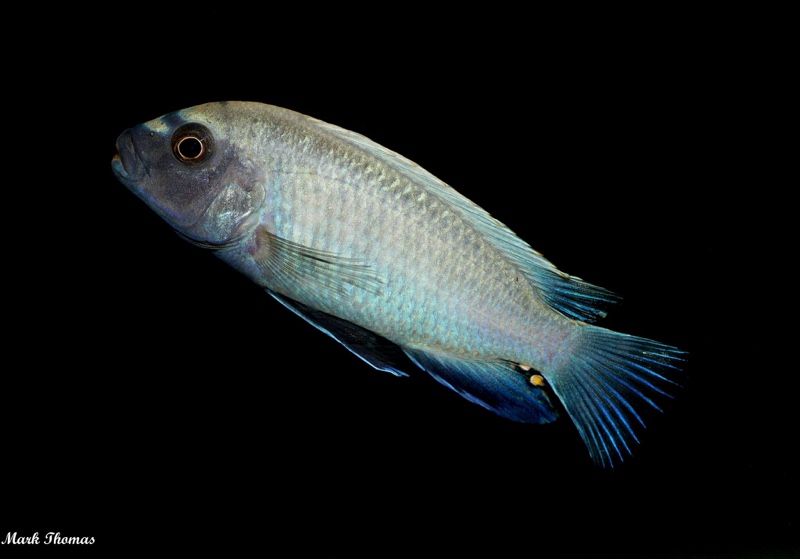 Pseudotropheus sp. 'polit' Lion's Cove